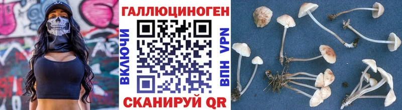 Псилоцибиновые грибы Psilocybine cubensis  купить   Десногорск 